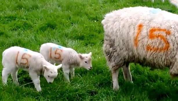 The lamb was eating grass behind its mother, and there was an unknown object on its head. After seeing it clearly, it froze in place
