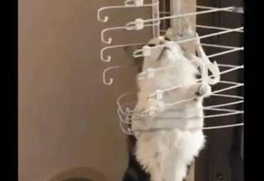 The cat climbed into the clothes drying rack, but unexpectedly couldn't get out and stared at its owner pitifully.