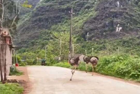 After two college students teased the ostriches on their bicycles, three ostriches rose up to resist. The ending was so funny.