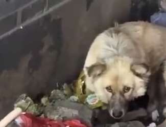 The dog mother in the garbage dump tried her best to protect her newborn child and wouldn't let anyone get close to her.