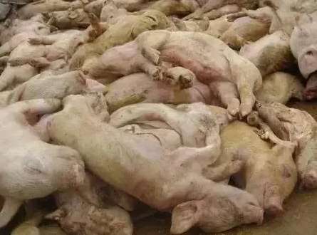 A power outage occurred in a pig farm in Nantong, and more than 5,000 pigs died tragically in the pig house.