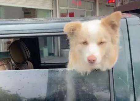The border collie took advantage of the man's strength and stuck out his head to argue with the man. However, he reacted completely when the car door opened.