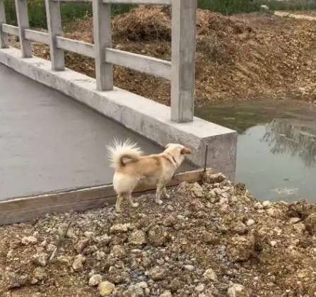 The little local dog was laying new cement when passing by the bridge, and its reaction was touching. He is so sensible.