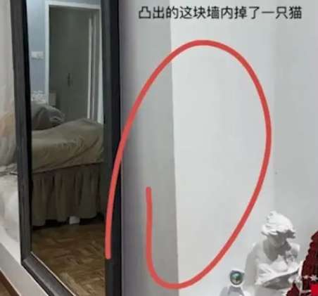 A cat meows in the store, the boss smashes the wall to rescue the cat, and netizens see the rhythm of cats coming to make money