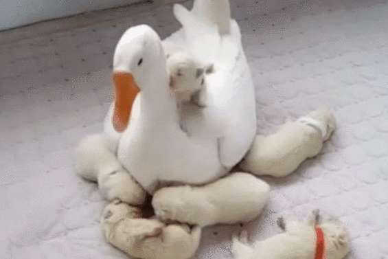 The big white dog gave birth to 6 puppies, but they were all snatched away by the big white goose. The dog's mother had to admit that she couldn't afford to offend her.