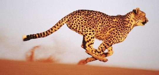 Forced into an evolutionary blind spot, cheetahs start to band together to survive