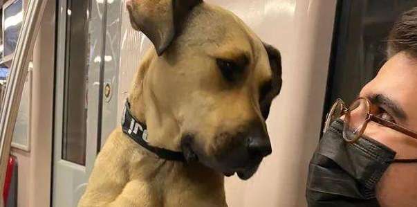 After being reported for pooping on the subway, the dog was adopted by wealthy businessmen around the world