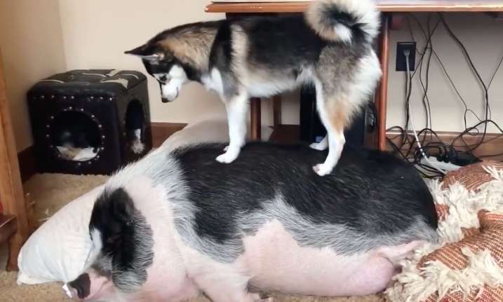 To prevent Huskies from breaking up the house, the owner raised a pig at home. After a few months, Erha lost weight and the pig gained weight!