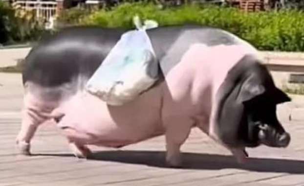 A woman bought a small pig online and it turned into a big stupid pig a year later. The woman felt like she had raised a foodie