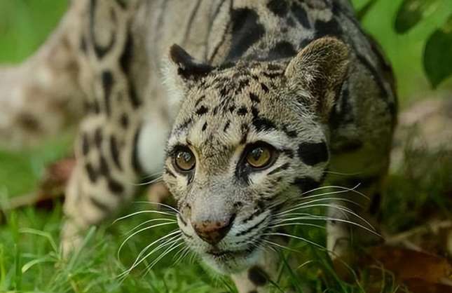 Can the largest clouded leopard compete with the smallest jaguar? Why?