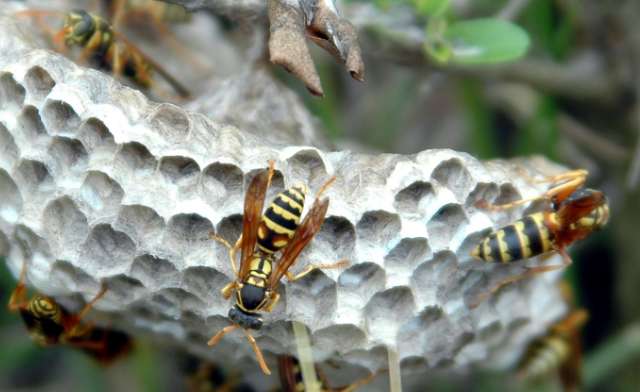 Wasps are ferocious and poisonous, so why are they not among the five poisons?