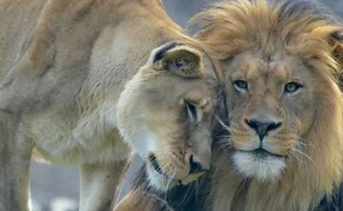 If the lion king is defeated by his own son, how will the lionesses in the pride be treated?