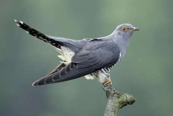 The cuckoo cries and the blood dove takes over the magpie's nest. Is the cuckoo a good or bad bird?