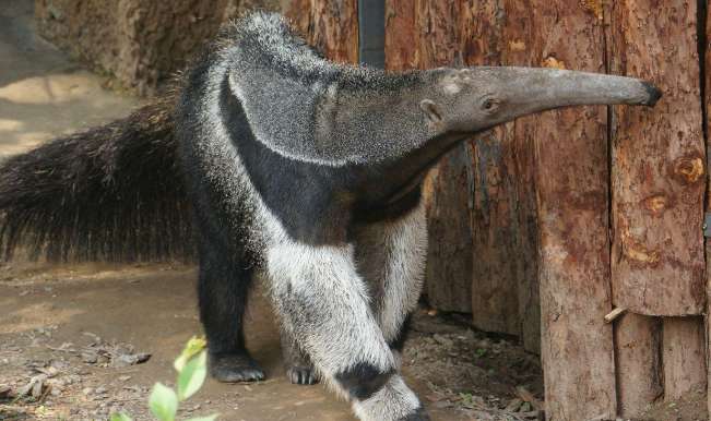Anteaters can eat 30,000 termites a day. How are anteaters raised in zoos?