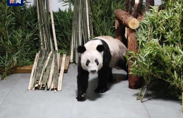 Yaya was surrounded by bamboos as soon as she got home, and she was visibly fatter!