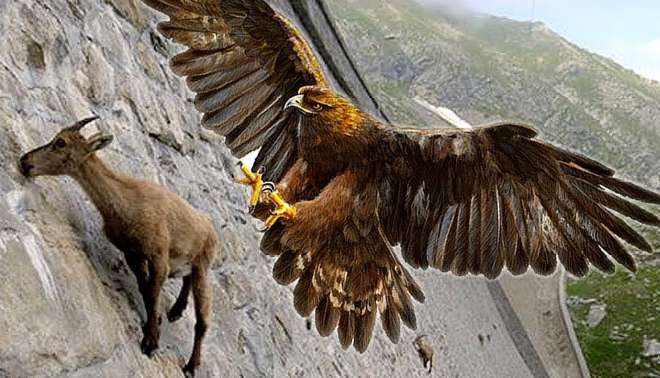 What did the fox do? Let the golden eagle kill it?