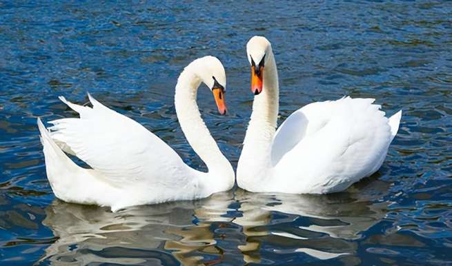 Are domestic geese and swans the same bird? What's the difference between them?