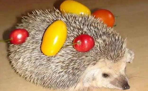 Hedgehogs can eat snakes, but can snakes eat hedgehogs full of spikes?