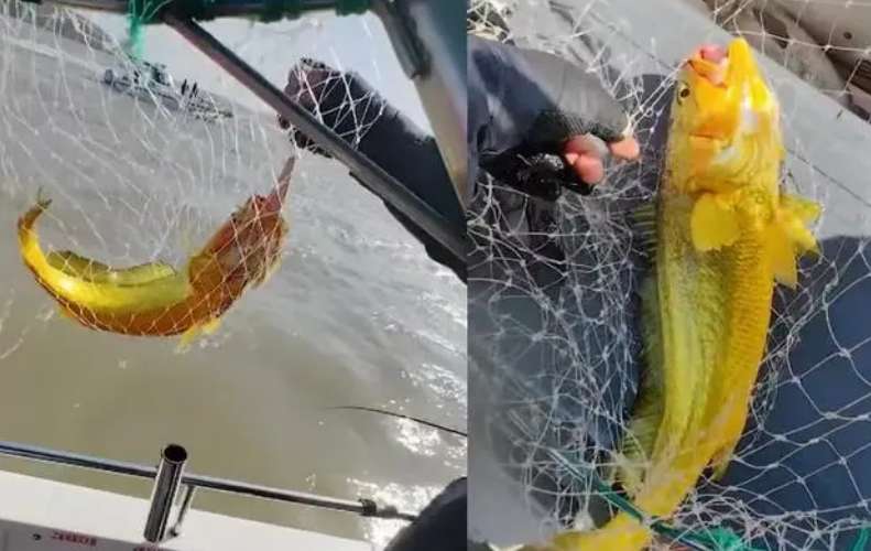 Tourists catch wild large yellow croaker, the market price exceeds RMB 10,000