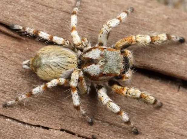 Add new members! Five new spider species discovered in Daming Mountain, Guangxi