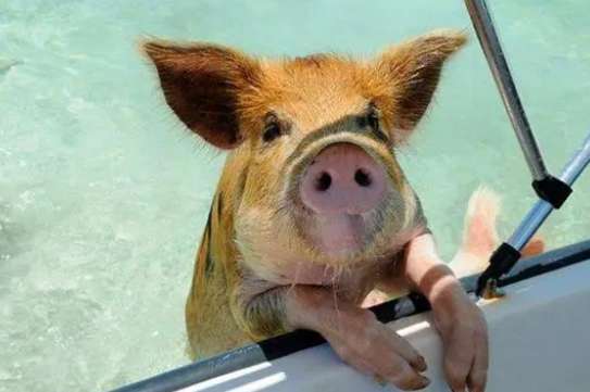 Pig Island, the second in a series of magical islands occupied by animals