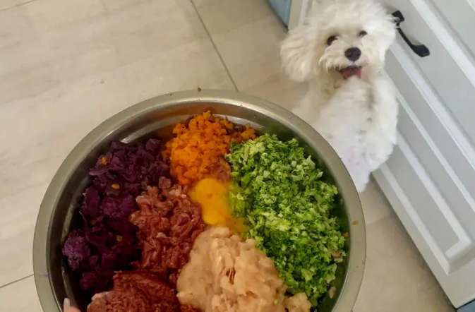 Dogs also have troubles. When the owner comes home, the dog happens to be eating. It’s a dilemma between welcoming or eating.