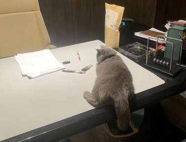 The company raises fat cats, and employees can pet them during breaks. Netizens stopped talking about going to interviews!