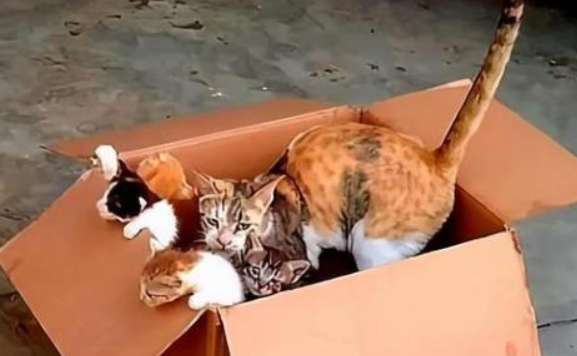 She gave her child to a man as soon as she met him. This lame cat mother is so heartbroken