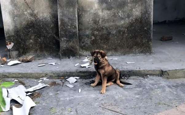 The puppy was tied up in the ruins and starved for three days in a row
