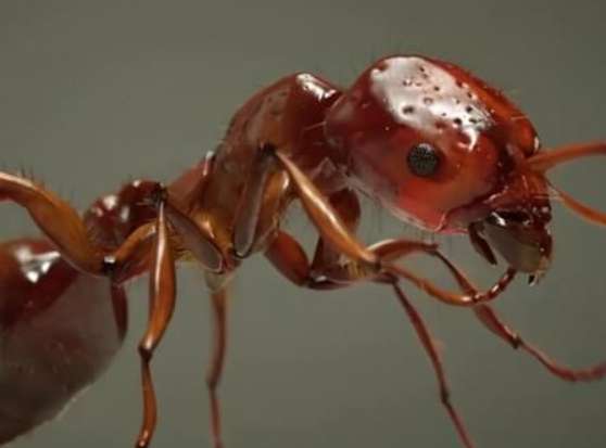 There are 240,000 worker ants in one ant nest, and a large number of red fire ants are found in Guangzhou. What consequences does it bring?