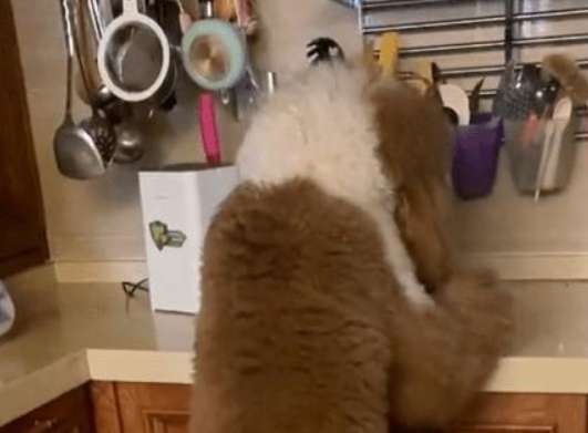 The hard-working dog got up at five in the morning to make breakfast for the whole family, and his owner was moved to tears!