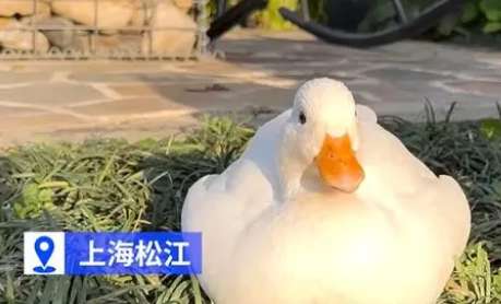 Shanghai police efficiently rescued a citizen's pet duck, and the suspect was detained for theft 