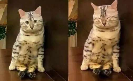 Warm-hearted cat insists on sitting and waiting for its owner, even after taking naps for 5 times