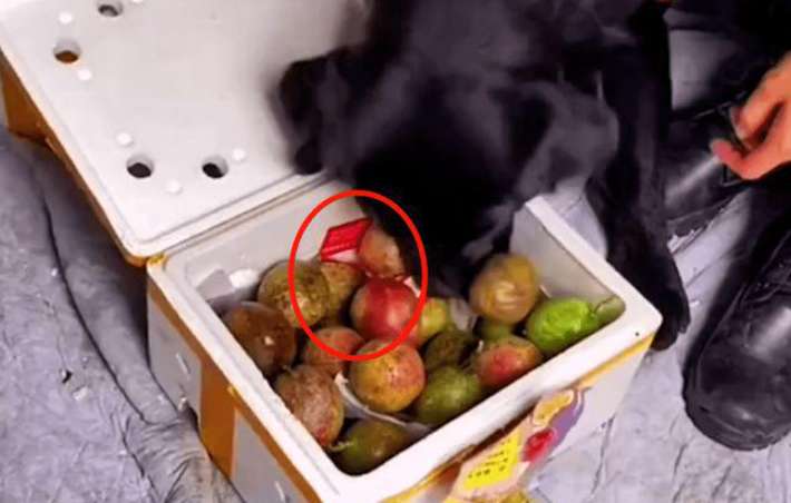 Police dogs secretly eat the fruit while on duty. If you don’t let go of the passion fruit, you’ve achieved great success.