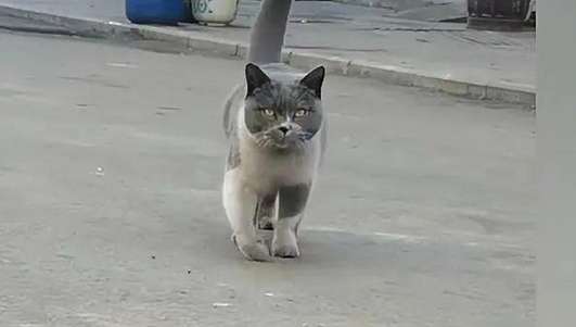A woman encounters a blue and white cat, and after petting it a few times, she discovers a surprise