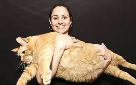 The cat was too plump, and the owner thought shaving it would make it look smaller, but unexpectedly it made him fatter!