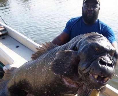 A man posted a photo of a strange fish that went viral. It has an ape face and feeds on whales. This is the truth.