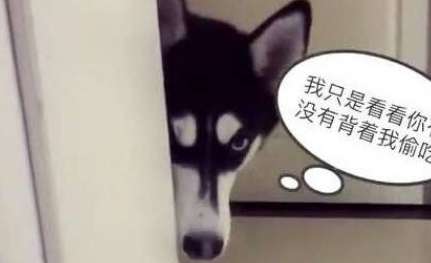 The husky peeped on its owner going to the toilet and was so funny when he was caught...