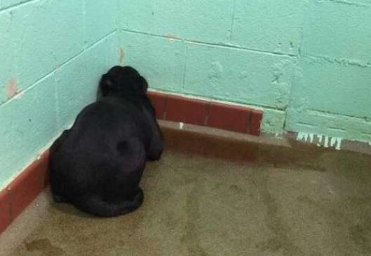 The dog was maliciously abandoned by its owner and hid in the corner shivering.