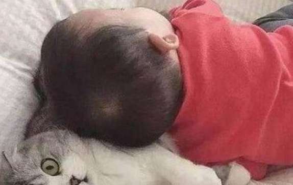 In order to earn dried fish, the cat owner helps take care of the baby early in the morning