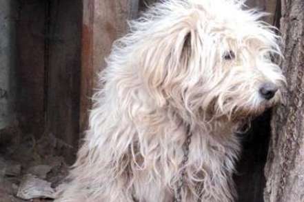 The story of a stray Teddy who was brought home and lost again