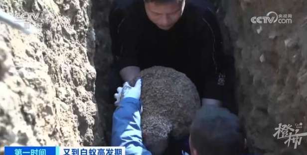 Over a million termites were unearthed from a dam in Zhejiang, and three queens have been growing for more than ten years