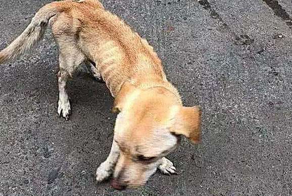 A woman encounters a stray dog ​​and feeds Baozi out of kindness, only to find that the dog is running back in a hurry