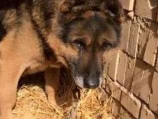 The dog has been with his owner for 13 years and sleeps in a simple shed made of straw