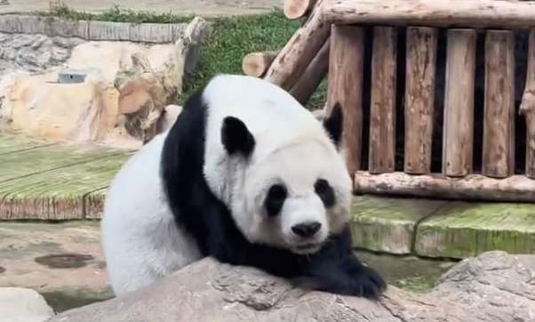 Lin Hui, a panda traveling in Thailand, passed away. She was scarred but no one cared about her during her lifetime.