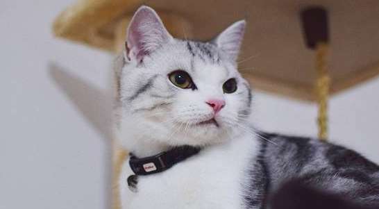 After raising a cat, do pet owners still have freedom? Netizens tell the truth