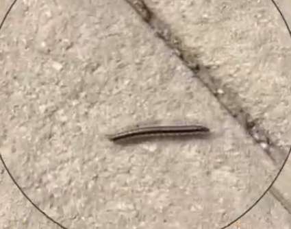 Millipedes are crawling all over the streets as temperatures rise in Chengdu. They look like centipedes. Is it harmful?