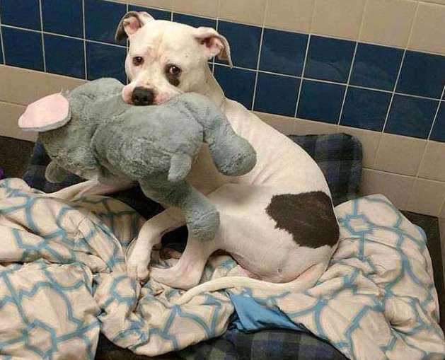 The heartbroken dog’s only relative is a doll, and some kindhearted people want to take it home
