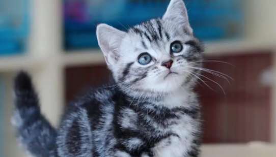 Let’s take a look, what does American Shorthair and Blue and White breed like?