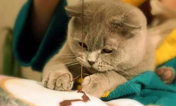 What is the state of depression in cats? What are the symptoms